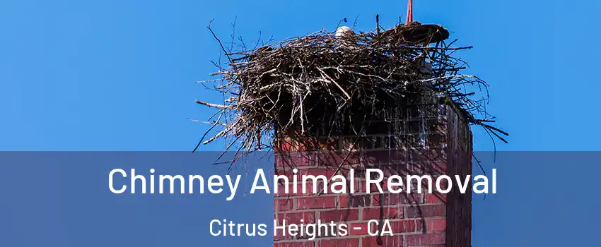 Chimney Animal Removal Citrus Heights - CA