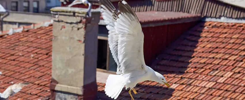 Residential Chimney Animal Removal Solution in Citrus Heights, CA